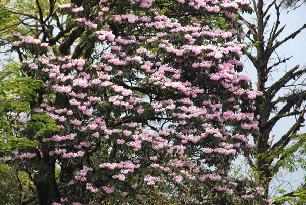 Rhododendron in full bloom