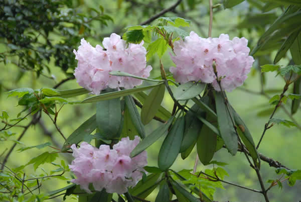 Pink azalea