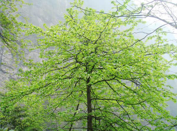 Dove tree